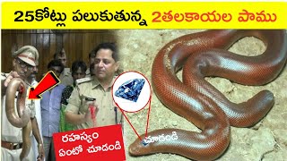 2 తలకాయల పాముకు ఎందుకు ఇంత డిమాండ్  Red Sand Boa Snake mystery In Telugu [upl. by Noslrac]