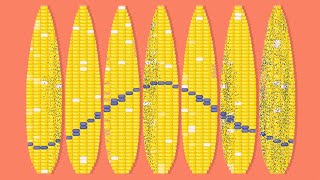 Normal Objects With Extremely Hidden Rules [upl. by Menard]