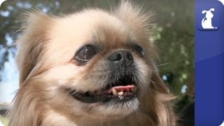 Doglopedia  Pekingese [upl. by Bergess604]