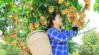 Harvest BON BON Lansium Parasiticum Goes to the market sell  Delicious food from this fruit [upl. by Natanoy]