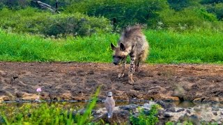 Striped Hyena In Daylight [upl. by Refinnaj]