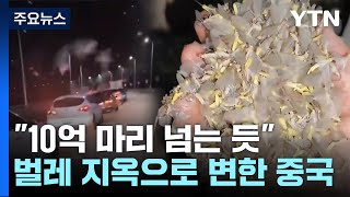 한여름에 폭설 내린 듯하루살이 10억 마리 습격  YTN [upl. by Renelle]