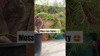 Creative way to grow moss rose  moss rose topiary ideas divinegarden98 shorts shortvideo [upl. by Yanrahs965]