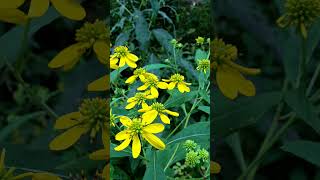 Wingstem Yellow Ironweed Verbesina alternifolia in Sunflower Family Asteraceae [upl. by Zsa Zsa]