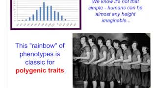 Bio 86 Non Mendelian Genetics  Multiple Alleles amp Polygenic Traits [upl. by Sheffy]