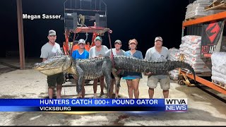 Monster alligator killed in Mississippi [upl. by Ijat]