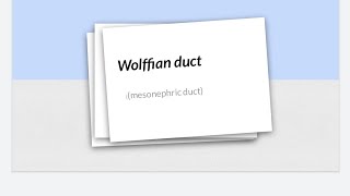 Wolffian duct  Mesonephric duct [upl. by Hairabez420]