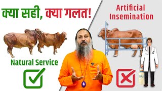 यह वीडियो करेगी फैसला कि AI सही या Natural Service   Artificial Insemination  Kamdhenu Gaushala [upl. by Rj279]