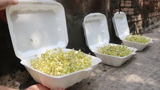 Easy idea  How to grow bean sprouts in Styrofoam Box at home for beginners [upl. by Anahcar]