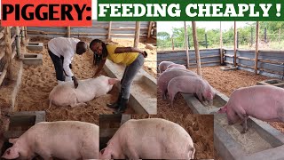 How To Feed PIGS At A Low COST  Cheap Feeds When To DEWORM PIGS [upl. by Enitnemelc928]