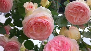 Как цветёт плетистая роза Пьер де Ронсар Climbing rose Pierre de Ronsard bloom Eden rose [upl. by Ethelstan]