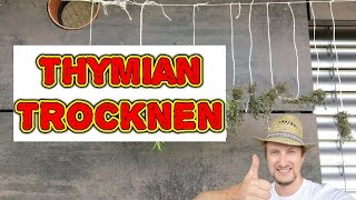 Thymian trocknen und haltbar machen  Balkon Garten Tipp [upl. by Nylidnam]