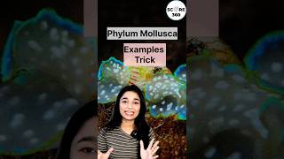 Phylum Mollusca examples Trick  NCERT RAPID 🔥 REVISION Animal Kingdom class 11  NEET 20242025 [upl. by Silenay]