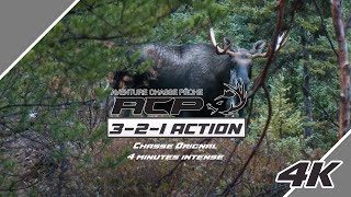 3 2 1 Action  Chasse Orignal 4 minutes intense chasseorignal [upl. by Amoakuh]