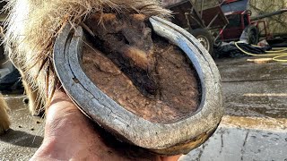 Replacing Extremely Worn Out Horse Shoes Hoof Restoration [upl. by Nauqaj]