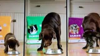 IAMS Dog Commercial [upl. by Varuag996]