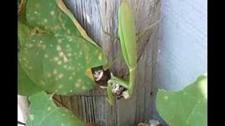 Praying Mantis Eating the Brain of a Live Cicada [upl. by Nabla380]