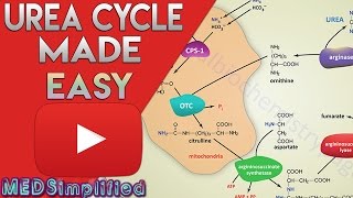 Urea Cycle Made Simple  Biochemistry Video [upl. by Oiralednac71]