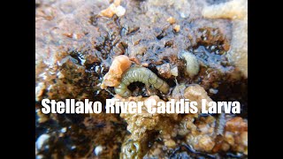 Stellako River Caddis Larva [upl. by Ellenij]