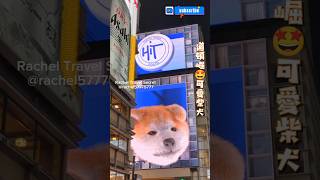 大阪道頓崛（ㄎㄨ） Dotonbori😍超可愛柴犬 [upl. by Anaehr115]