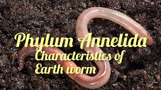 Phylum Annelida General characteristics animal kingdom class 11 biology [upl. by Atiugram]