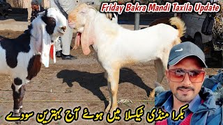 Friday Taxila Bakra Mandi Latest Update 2 February 2024  Naseeb K Sody [upl. by Keyes501]