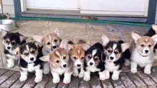 Funny Corgi Puppies Stampede  Welsh Corgi Training  Corgi Puppy Barking  Popular Dog Breeds [upl. by Nwahsirhc]