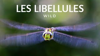 LINCROYABLE VIE DES LIBELLULES [upl. by Eilla]