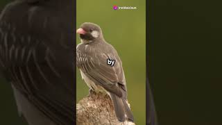 Amazing facts Honeyguide bird youtubeshorts facts learning birds wildlife nature didyouknow [upl. by Darrej735]