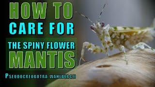 How to care for the Spiny Flower mantis  Pseudocreobotra wahlbergii [upl. by Marcile907]