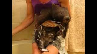 Bathing Clipper the wombat [upl. by Avlis]