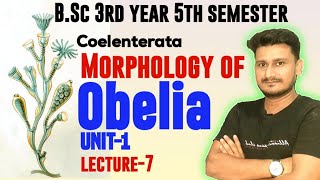 Morphology of Obelia BSc 3rd year  Morphological structure of Obelia BSc 3rd Year 5th semester [upl. by Thad]