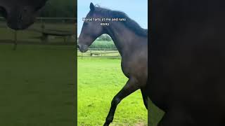 Funny horses videos [upl. by Novehc]