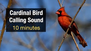 Cardinal Bird Calling Sound 10 minutes [upl. by Akihdar466]