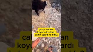 ÇALILIKLARDA MAHSUR KALAN KOYUNA YARDIM EDİP KURTARAN ADAM GİBİ ADAMLAR BE HER BEĞENİ BİR TŞK 😂 [upl. by Card]