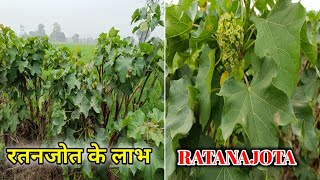 रतनजोत के फायदे । Benefits of Alkanet in Benefits of Jatropha leaves [upl. by Gomer82]