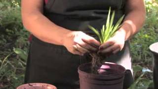 How to Plant Freesias [upl. by Eelyma]