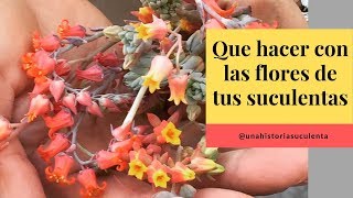 👩🏼‍🌾¿Debo cortar las flores de mis Echeverias TIPS 🌿 [upl. by Inacana]