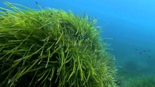 Posidonia Oceanica [upl. by Sehguh]