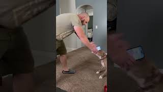 Man Plays With Pit Bull  1522446 [upl. by Nahpos]