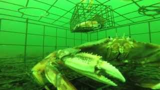 Never before seen underwater footage of a Crab Trap at 80ft with a GoPro [upl. by Tallou408]