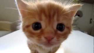 Beautiful Kitten Meowing  Hermoso Gatito Maullando Adorable Cute [upl. by Akehsal175]