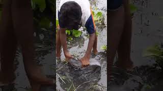 Amazing Hand Fishing Video Village Boy Catching Big Fish By Hand in River part 1shorts [upl. by Llessur565]