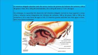 FISIOLOGÍA quotDIGESTIÓN Y ABSORCIÓN EN EL TUBO DIGESTIVOquot [upl. by Warde229]