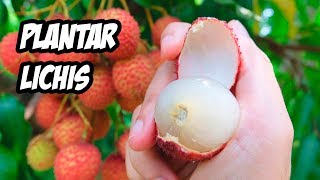 Como PLANTAR LICHIS o LITCHI en el Huerto  La Huerta de Ivan [upl. by Nilved677]