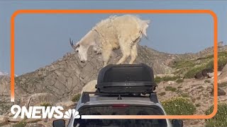 Goat dances on top of Colorado womans car [upl. by Asecnarf]