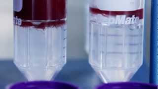 How to Use SepMate™ to Isolate PBMCs from Whole Blood in Just 15 Minutes old [upl. by Ainatnas]