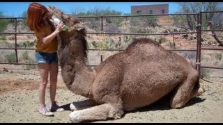 How to Cuddle With a Camel [upl. by Yrovi]