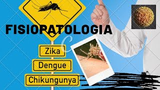 Fisiopatología del Dengue  Zika  Chikungunya Mecanismos de daño cómo atacan los arbovirus [upl. by Earle]