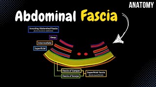 Fascia of the Abdomen Superficial Investing Abdominal Endoabdominal [upl. by Jasmine]